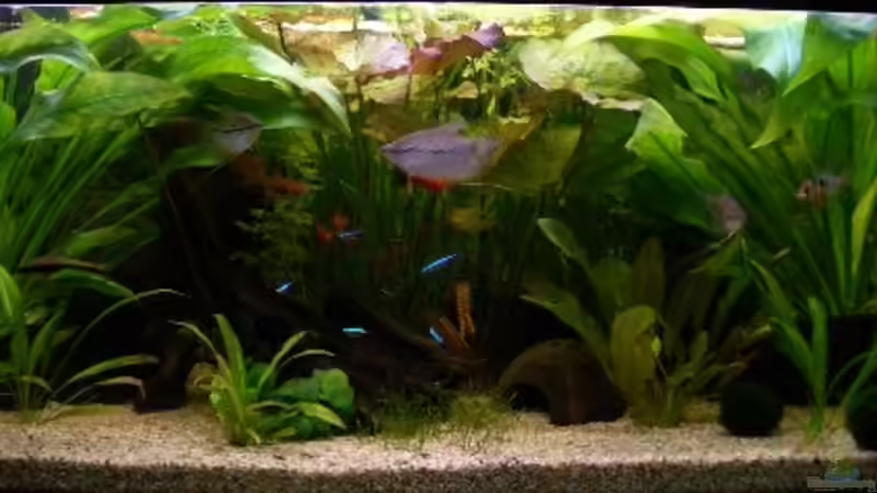 Aquarium Hauptansicht von Becken 1476 Aquarium Hauptansicht von Becken 1476