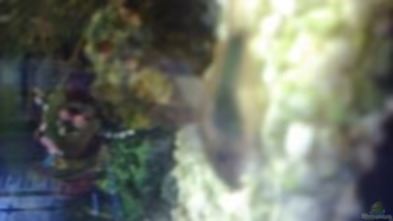 Aquarium Hauptansicht von Becken 14782