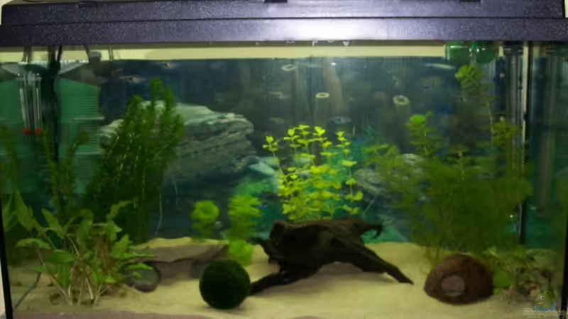 Aquarium Hauptansicht von Becken 14790 von Andreas Janßen