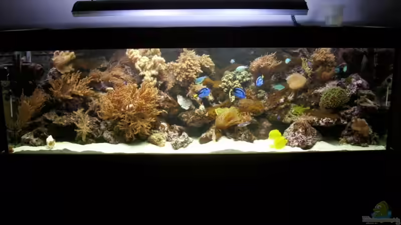 Aquarium Hauptansicht von Becken 14792 von EX-MALAWI (1)