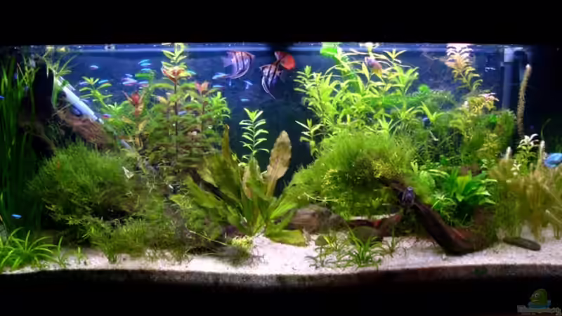 Aquarium Hauptansicht von Becken 14806 von sharky81 (1)