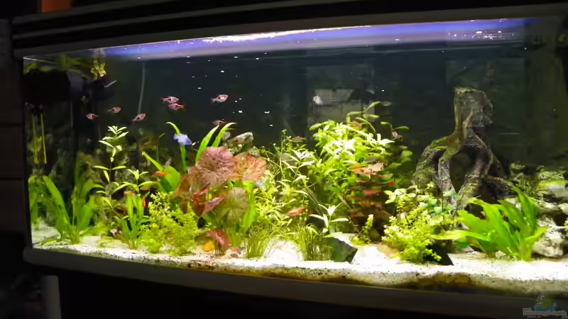 Aquarium Hauptansicht von Becken 14814 von Elgnomy (1)