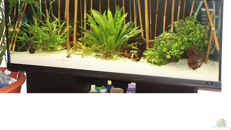 Aquarium Hauptansicht von Becken 1485 von Vanessa Kopf und Sebastian Krauß (1)