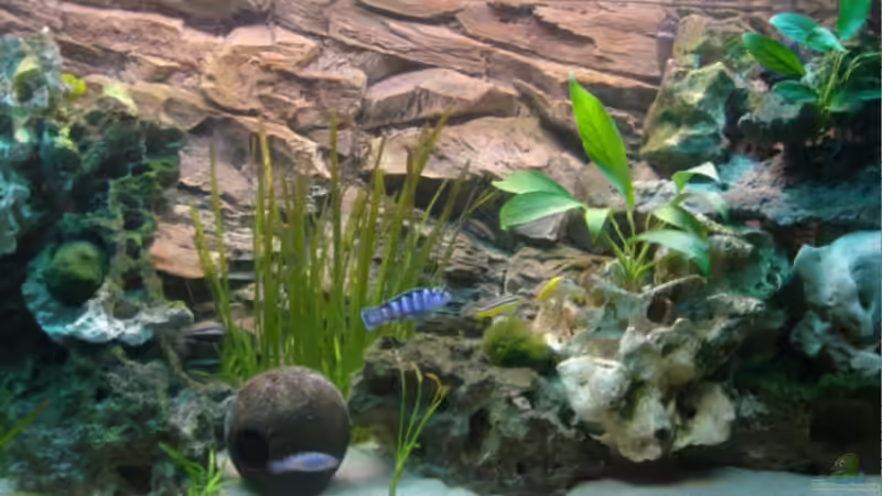 Aquarium Hauptansicht von Becken 1488 von Lucky33 (1)