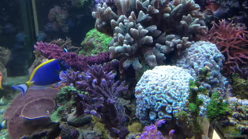 Aquarium Hauptansicht von Becken 14885 von Stephan Ascher (1)