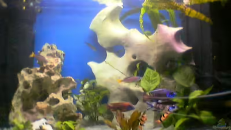 Aquarium Hauptansicht von Becken 149