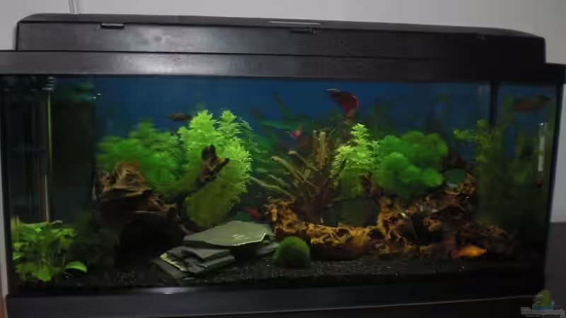 Aquarium Hauptansicht von Becken 14906 von Christian Dorch (1)