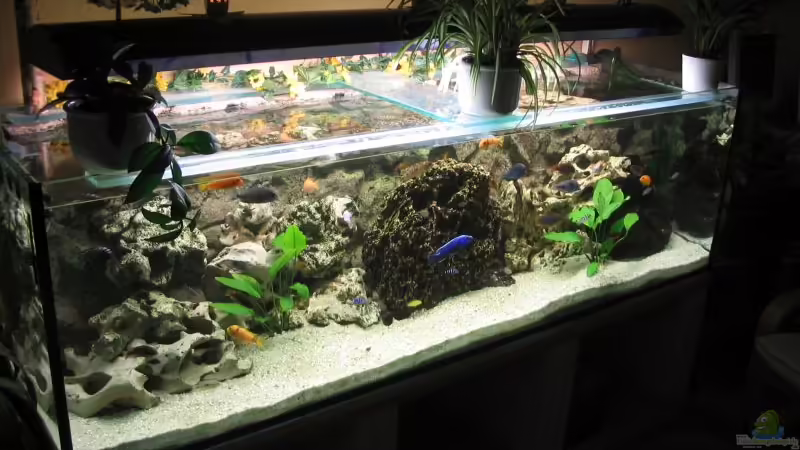 Aquarium Hauptansicht von Becken 1493