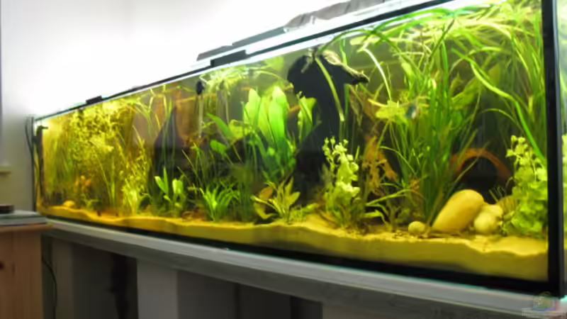 Aquarium Hauptansicht von Becken 14936 von TomTomHbb (1)