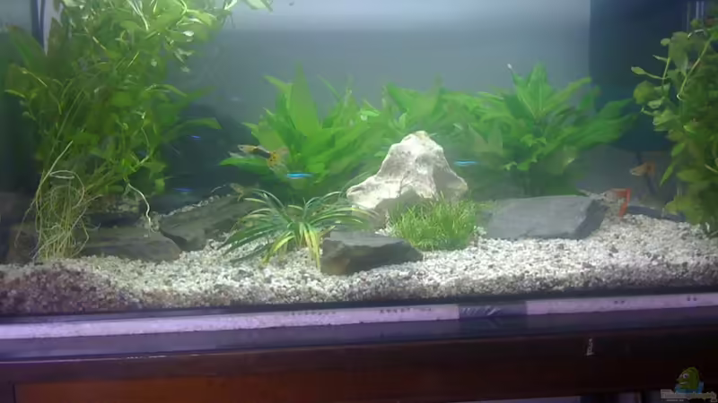 Aquarium Hauptansicht von Becken 14957