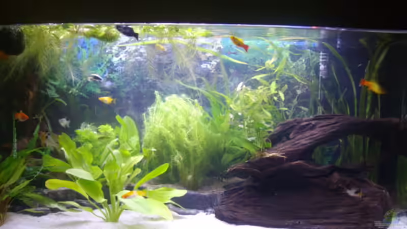 Aquarium Hauptansicht von Becken 14967