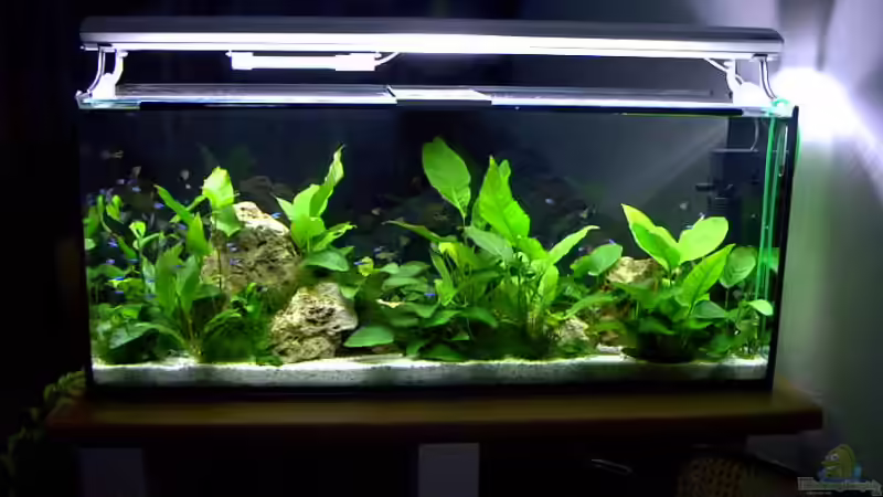 Aquarium Hauptansicht von Becken 1501