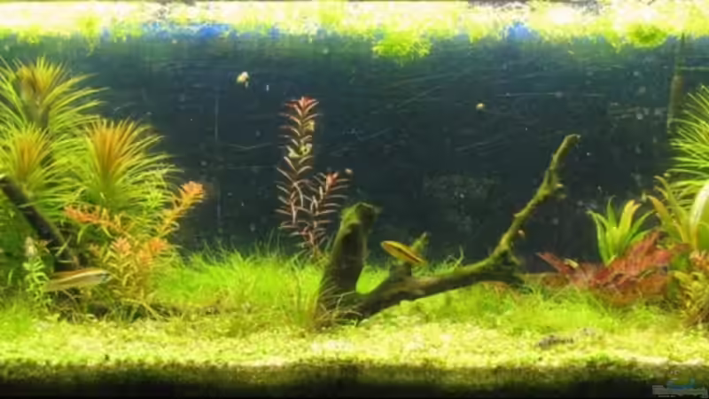 Aquarium Hauptansicht von Becken 15038 von zing-wei