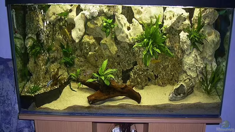 Aquarium Hauptansicht von Becken 1505 von Michael Krauss (1)