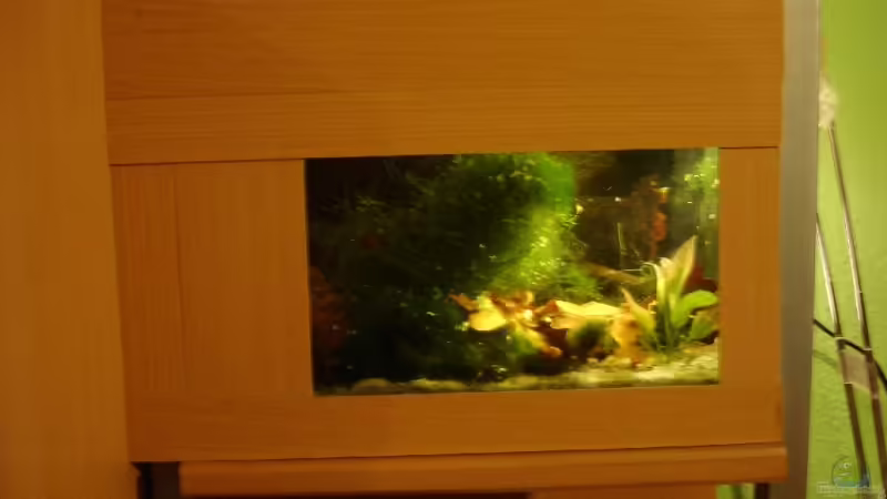 Aquarium Hauptansicht von Becken 15071 von Mr. Müller (1)