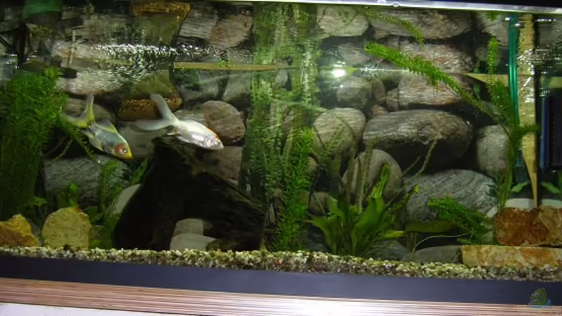 Aquarium Hauptansicht von Becken 15088 von Miri (1)