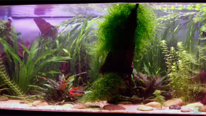 Aquarium Hauptansicht von Becken 1509