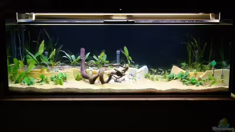 Aquarium Hauptansicht von Becken 15091