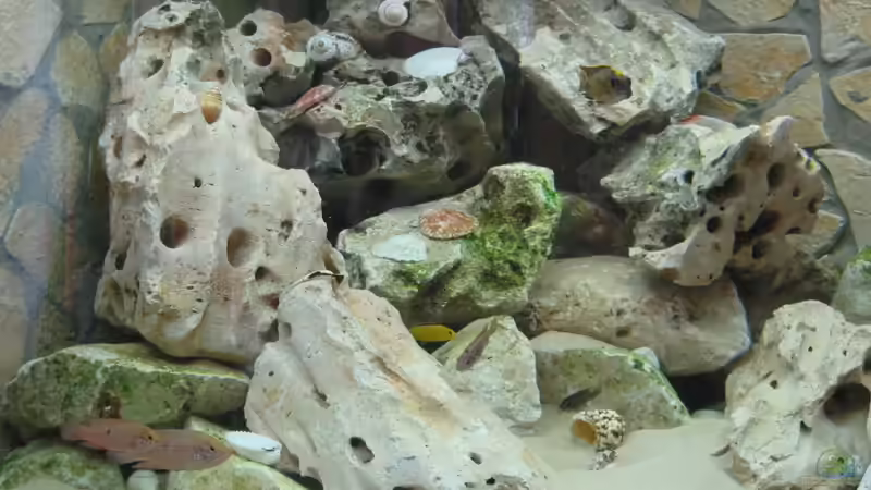 Aquarium Hauptansicht von Becken 1510 von Andreas Husemann (1)