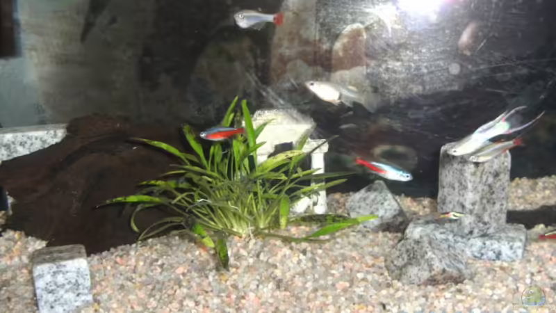 Aquarium Hauptansicht von Becken 15139