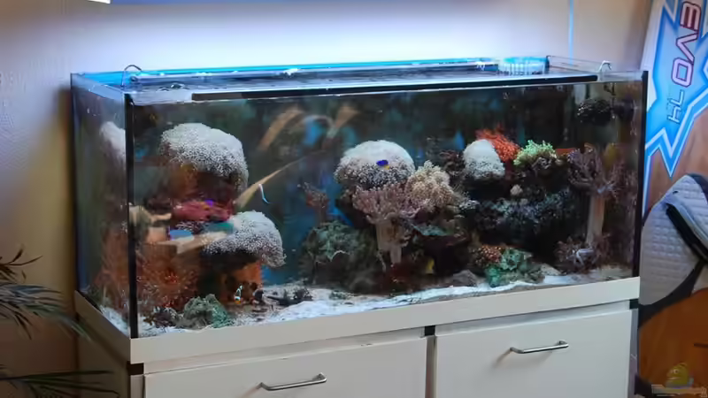 Aquarium Hauptansicht von Becken 15157 von Björns aqua (1)