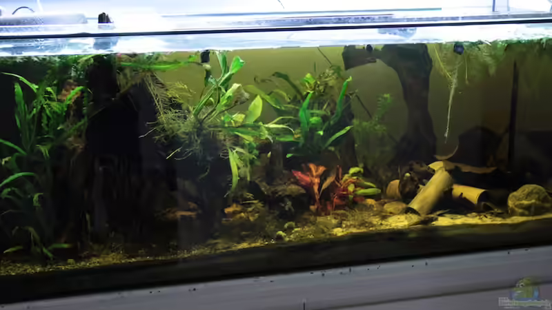 Aquarium Hauptansicht von Becken 15167