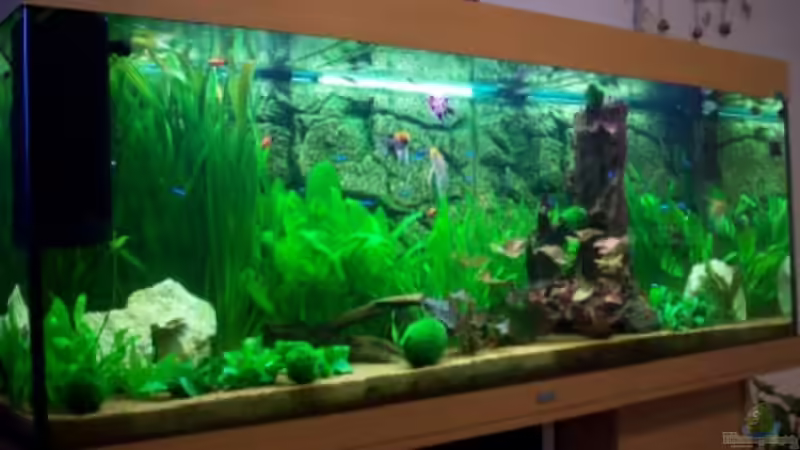 Aquarium Hauptansicht von Becken 15187 von Andreas Zollmann (1)