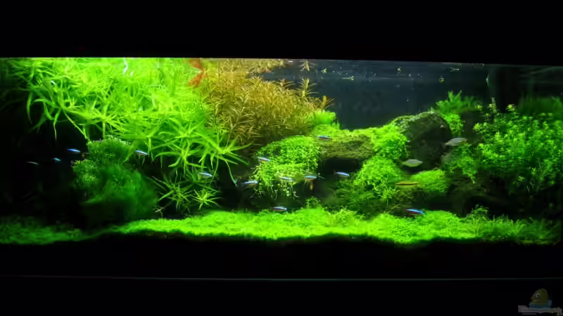 Aquarium Hauptansicht von Becken 1521 von Andreas Beck (1)