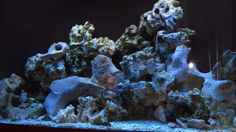 Aquarium Hauptansicht von Becken 15248 von Thomas Jansen (1)