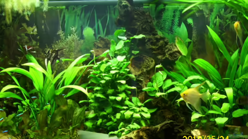 Aquarium Hauptansicht von Becken 15278 von Spunk (1)