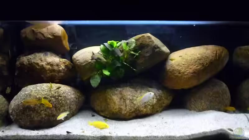 Aquarium Hauptansicht von Becken 15282 von Yellow Man (1)