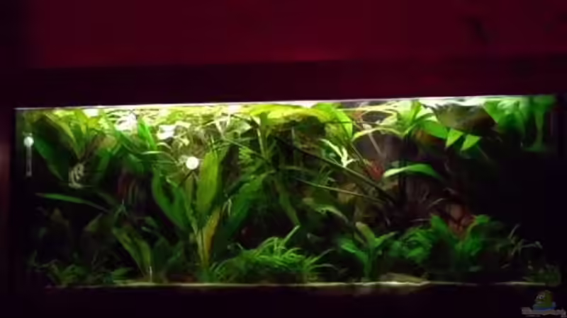 Aquarium Hauptansicht von Becken 15293