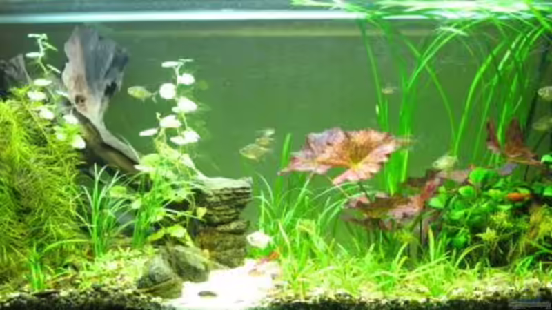 Aquarium Hauptansicht von Becken 15322