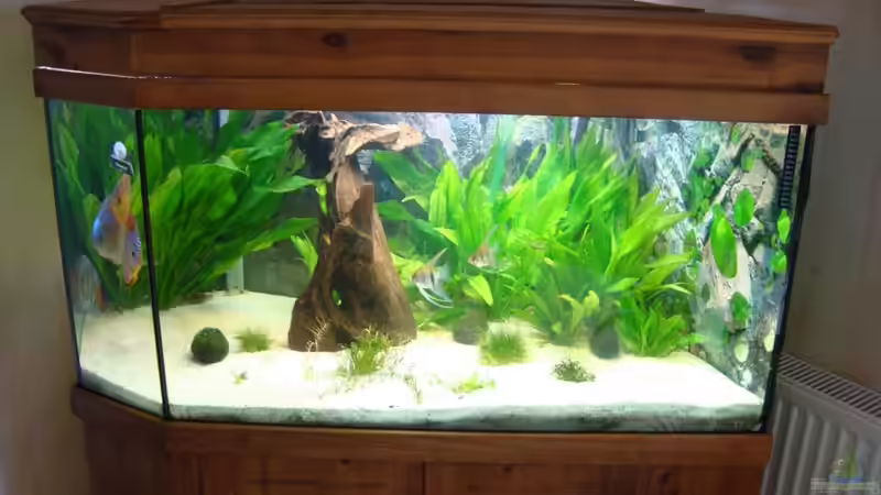 Aquarium Hauptansicht von Becken 15331 von Jens Gebers (1)