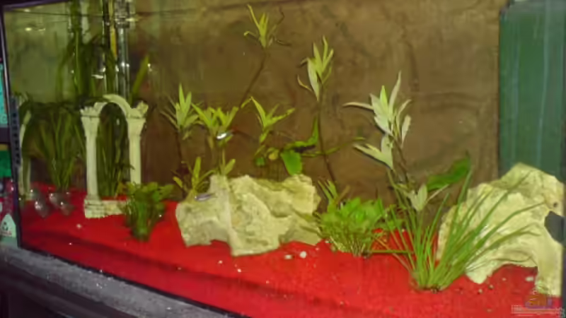 Aquarium Hauptansicht von Becken 15343 von Rudi09 (1)