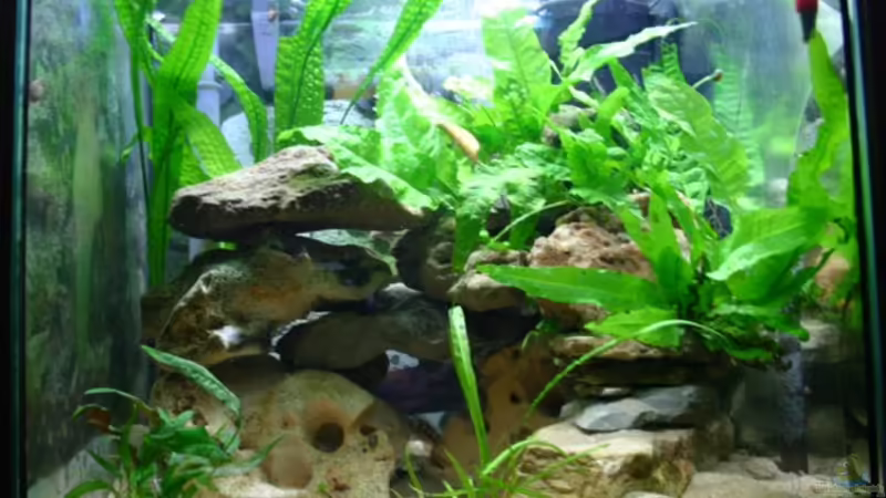 Aquarium Hauptansicht von Becken 1538 von Christoph Klaus (1)