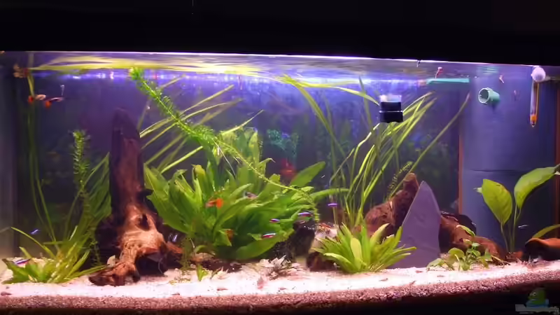 Aquarium Hauptansicht von Becken 15396