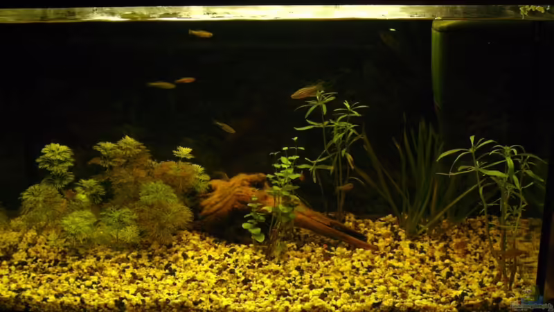 Aquarium Hauptansicht von Becken 15465 von NZ (1)