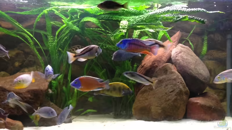 Aquarium Hauptansicht von Becken 15606 von Günni (1)