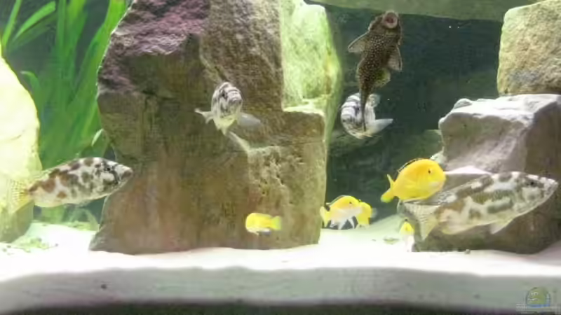 Aquarium Hauptansicht von Becken 15694