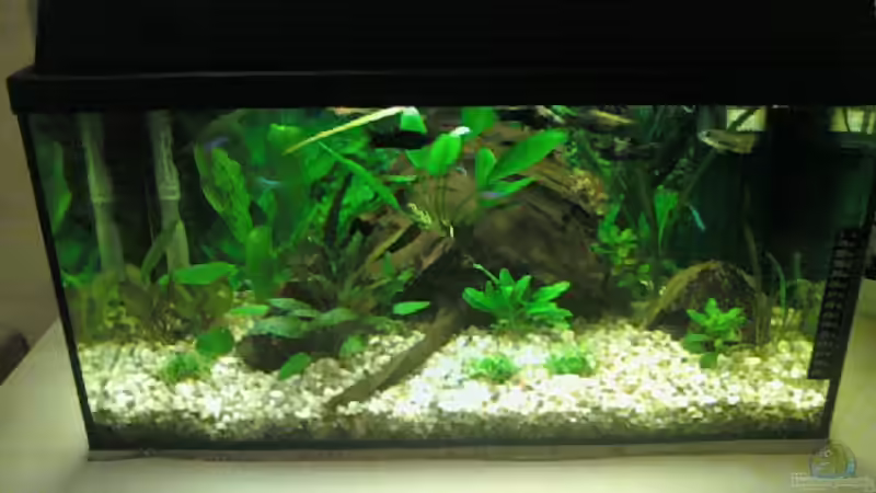 Aquarium Hauptansicht von Becken 15724