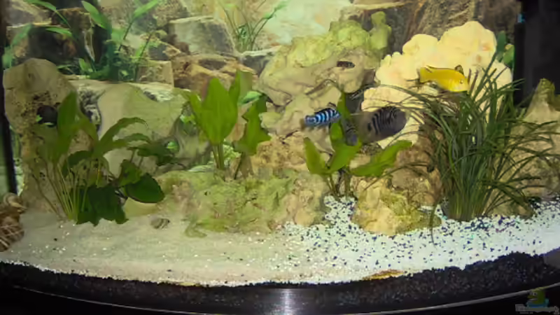 Aquarium Hauptansicht von Becken 1577