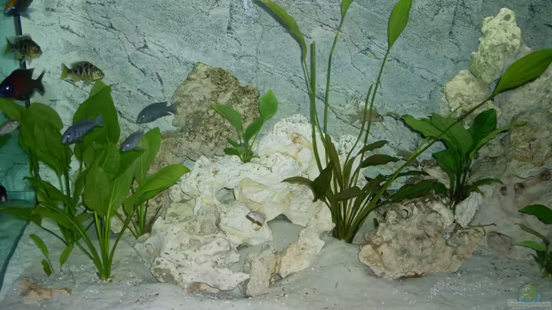 Aquarium Hauptansicht von Becken 15775