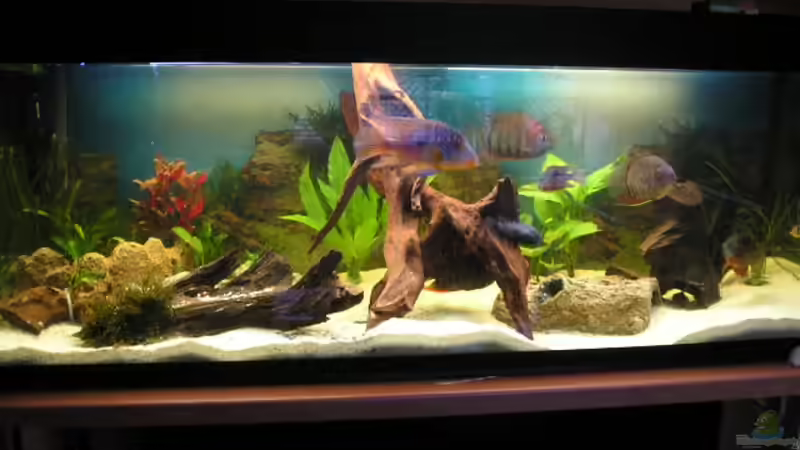 Aquarium Hauptansicht von Becken 1578 von Jan Cerny (1)