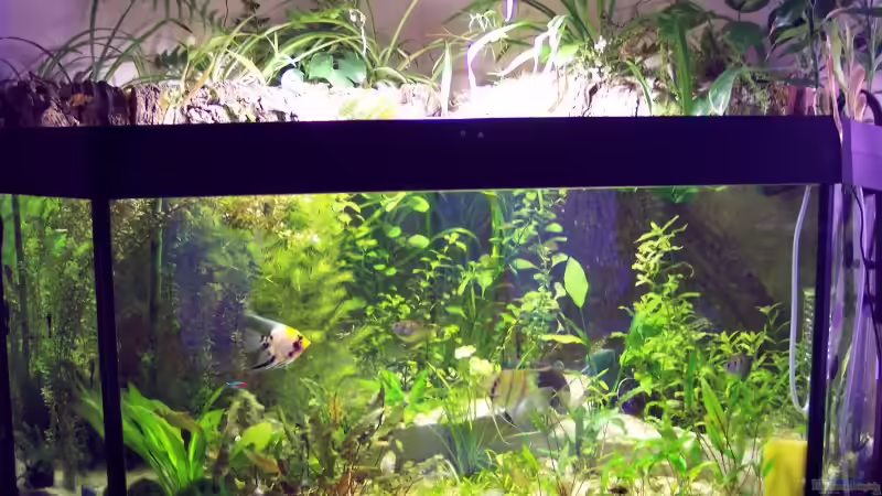 Aquarium Hauptansicht von Becken 1579