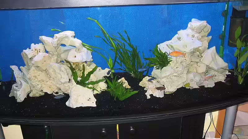 Aquarium Hauptansicht von Becken 1580 von Stefan Müller (1)