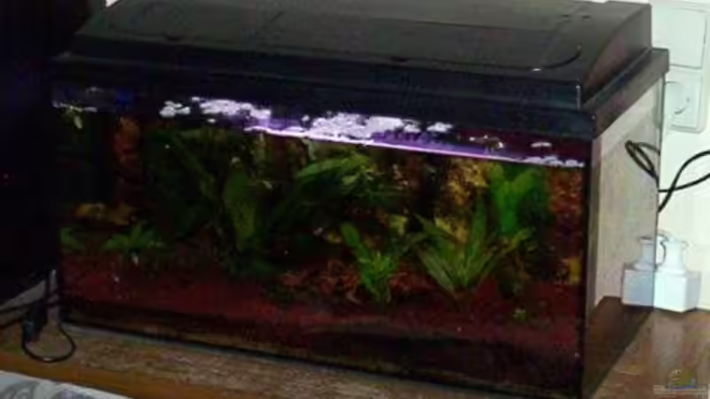 Aquarium Hauptansicht von Becken 15807 von Annett F.