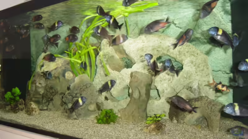 Aquarium Hauptansicht von Becken 1583 von Peter Estermann (1)