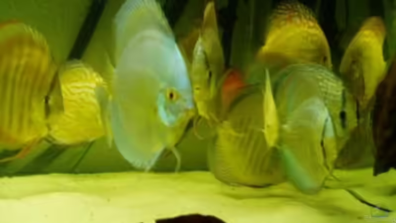 Aquarium Hauptansicht von Becken 15834 von Kiyan4444 (1)