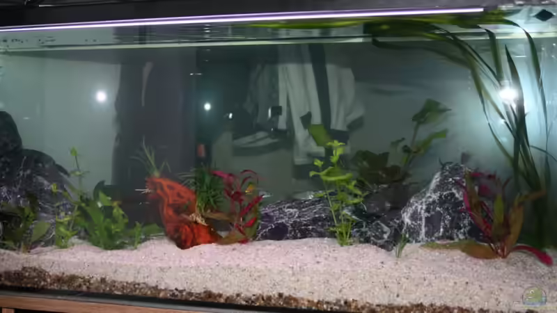 Aquarium Hauptansicht von Becken 15893 von Photi (1)